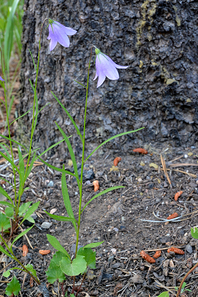 A_CampRotu_habfl_MWrd_72014_3Q2crpWeb