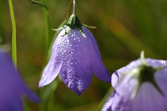 Harebell - a longtime favorite