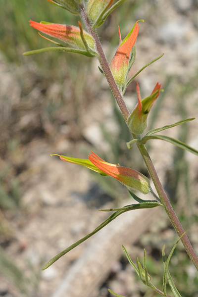 Wyoming Paintbrush - our state flower