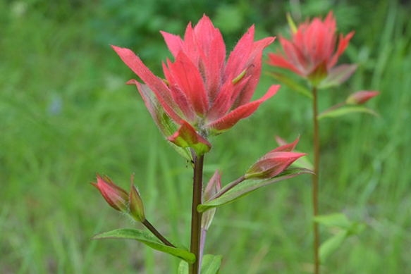 Scarlet Paintbrush - Castileja miniata - grows in high meadows.  The reddish bracts and sepals are highly variable in  color.  The petals are fused and hidden inside until they finally extend out to pollinator. Leaves are simple.