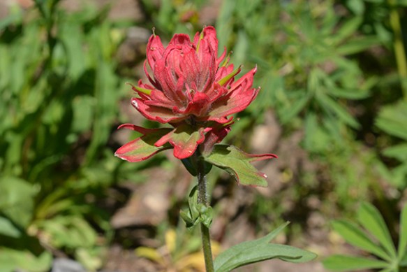 Note the lobed tips of this species.