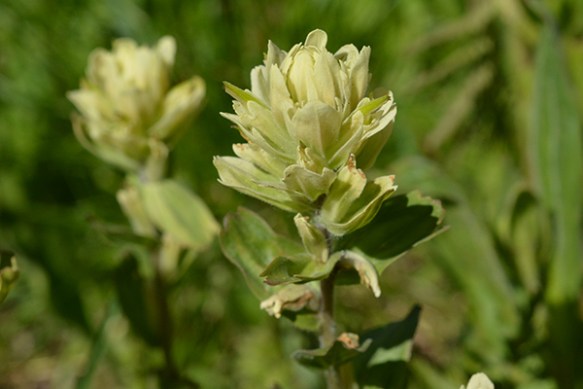 Sulphur Paintbrush can grow in clusters.