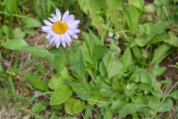 Single heads with broad blue ray flowers are typical of Erigeron peregrinus.