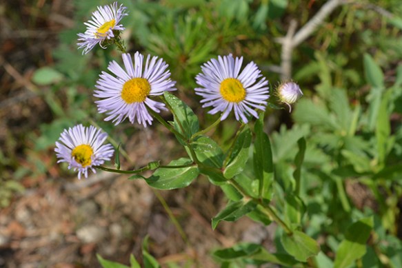 Erigerons have many small rays. 