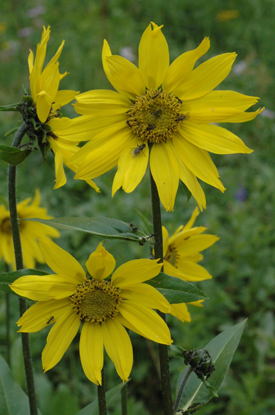 Five-nerved Helianthella - Helianthella quinquenervis - appears to stare right at you!