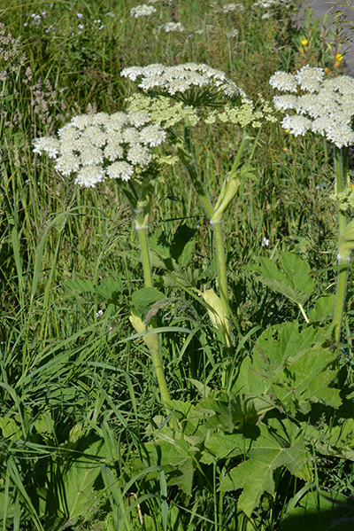 A_HeraSpon_flhab_MWrd_7113_2crpWeb