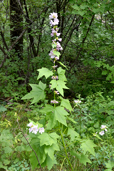 A_IliaRivu_Flhab_PhlLkTr_72114_1Q2CrpWeb