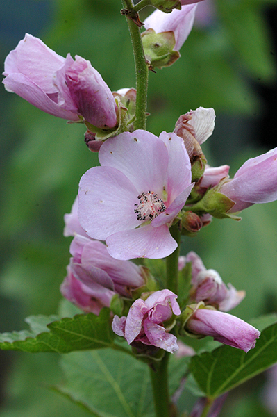 A_IliRiv_flCU_ShadMtnRd_8411_1crpWeb