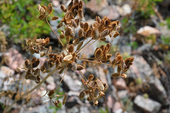 A_LomaDiss_fr_PhlLkTr_72114_1aWeb