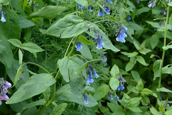 Mountain Bluebells is often along streams or wet meadows.