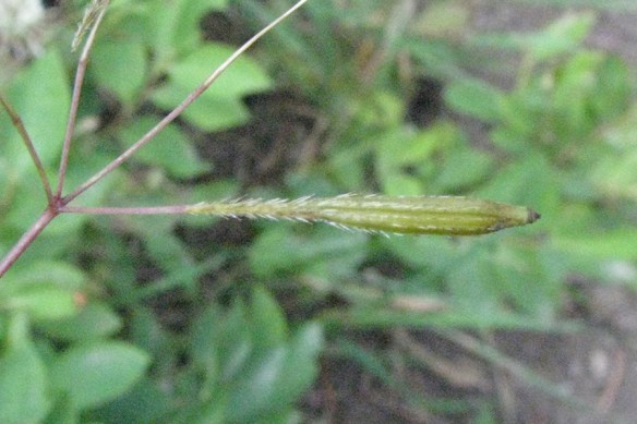 A_Osmchil_Fr_BTNF_8313_3crpWeb