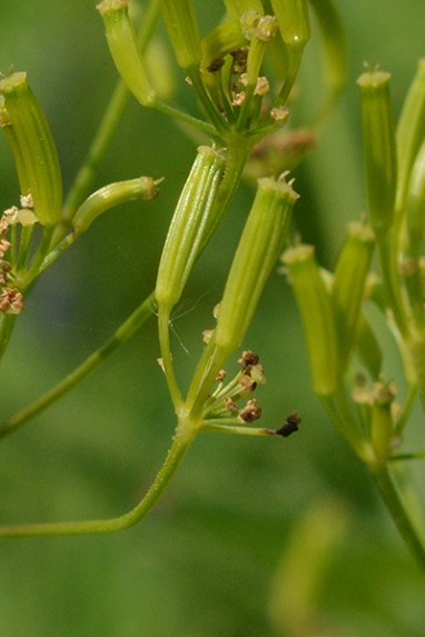 The elongate fruits of western sweetcicely have a tangy, anise flavor.