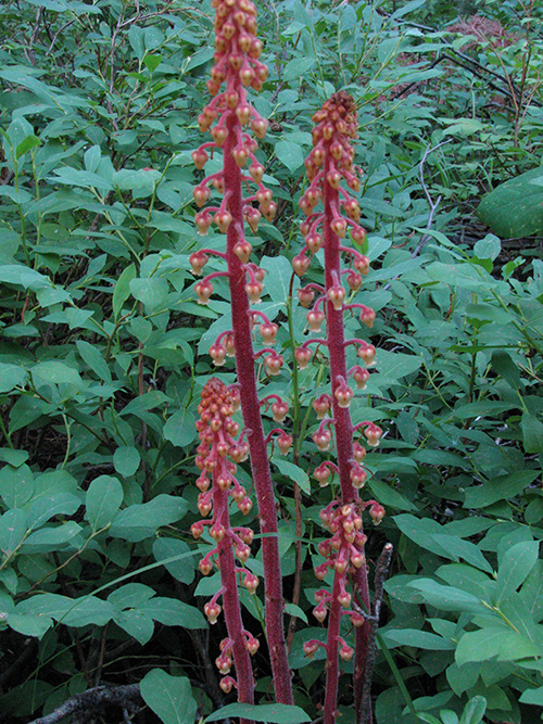 A_PteAnd_Fl_TNP_8511_2web