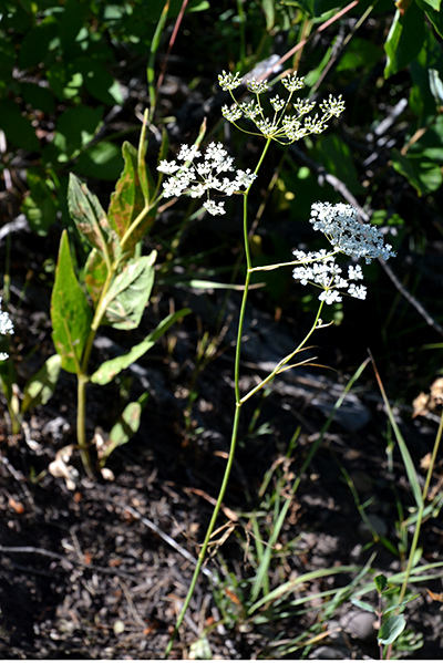 Yampa root is cherished by bears, ground squirrels and even people. 
