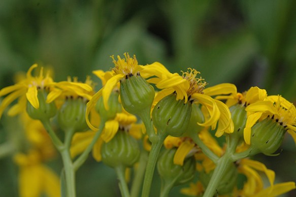 groundsels have a single row of even-sized bracts surrounding the flower heads.  This is Thick-leaved Groundsel or Senecio.  