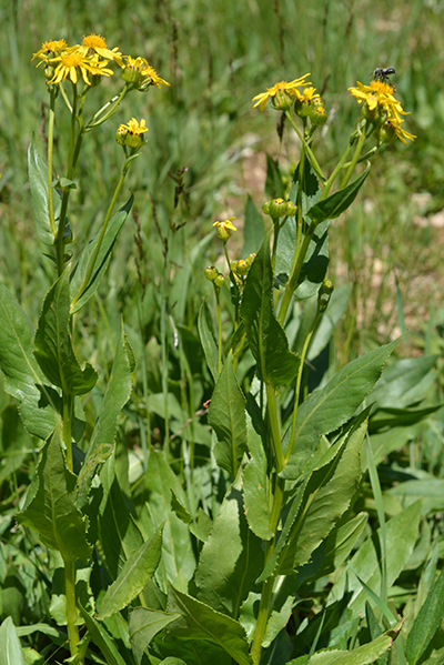 A_SeneCrass_habfl_SkiLkTrHigh_Junc_72214_1Q2web