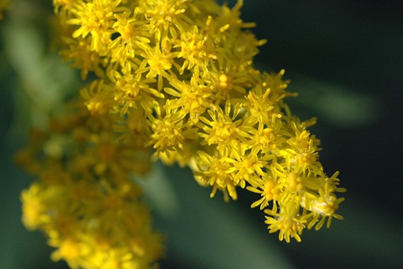 A_SolcfCan_flCul_BtLkTr_82311CrpWeb