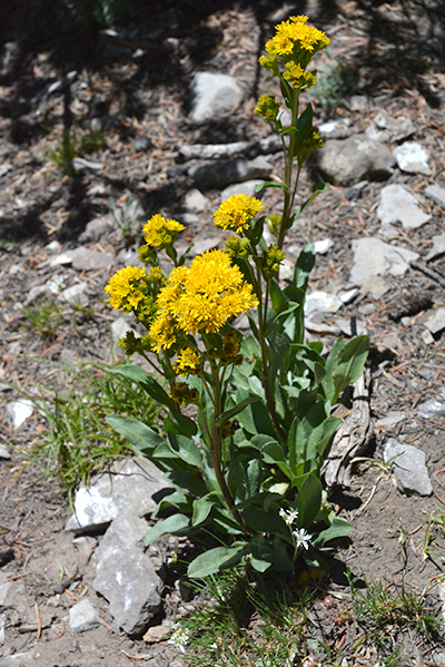 Low Goldenrod has "bursts" of flowers at the top, each head with many tiny ray flowers.