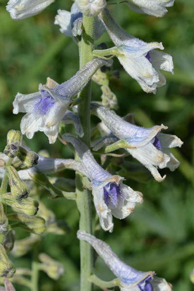 The tall Western Larkspur presents interesting puzzles to pollinators.