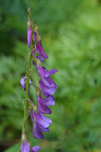 Here are the pea-like flowers of Western Sweetvetch. 