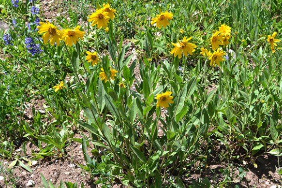 One-flowered Helianthella - Helianthella uniflora - is shorter 2-3' tall, and more demure in its posture.  Lower leaves have 3-veins,  Flower are 2-3" across and the bracts are narrowly triangular.
