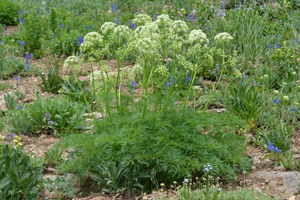 LiguFili_habfl_TetPsTr_7413_1crpfxweb