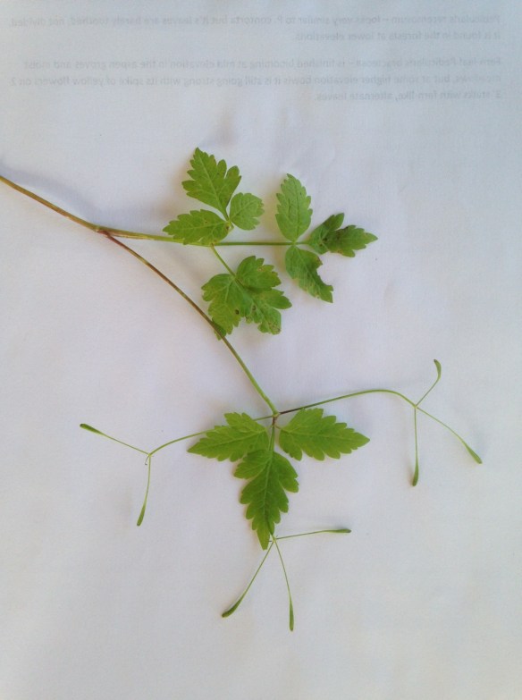 Depauperate Sweet Cicely is most delicate.  The club-shaped fruits are held at wide angles.