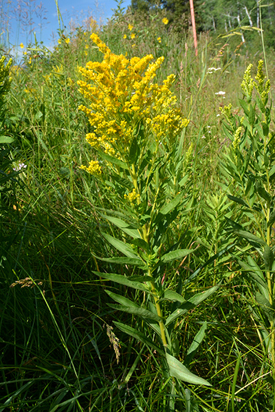 Canada Goldenrod can look a bit like a tall groundsel, but the individual flowers are tiny.