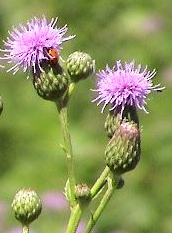 Canada thistle flowers, Cirsium arvense.
