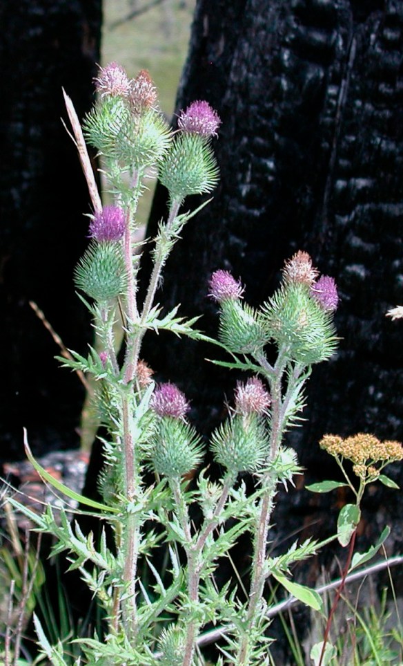 Bull thistle, Cirsium vulgare.