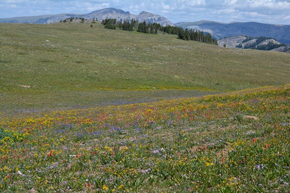 A_BTNF_TabMt_3VwFlBowl_81614_1Q1fixweb