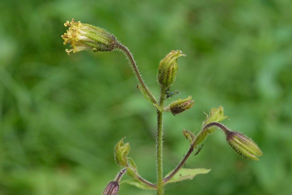 Parry's or Rayless Arnica is the odd-ball of the popular Arnica genus.  It has no sunny ray flowers, only disc flowers.