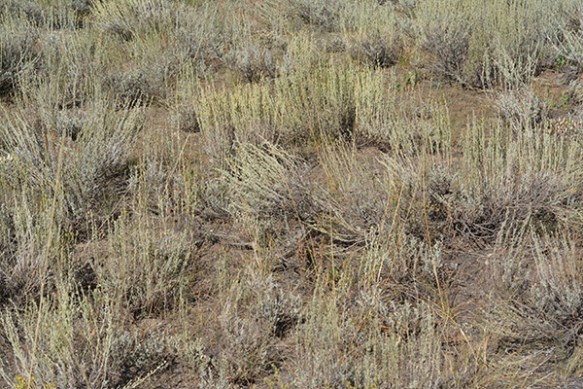 This Low Sage plant is in full bloom - not showy as it is wind pollinated