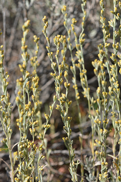 The composite flowers of Low Sagebrush are tiny.