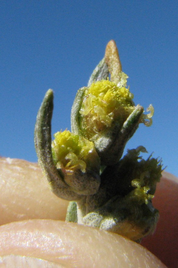 In full flower: Mountain Big Sagebrush