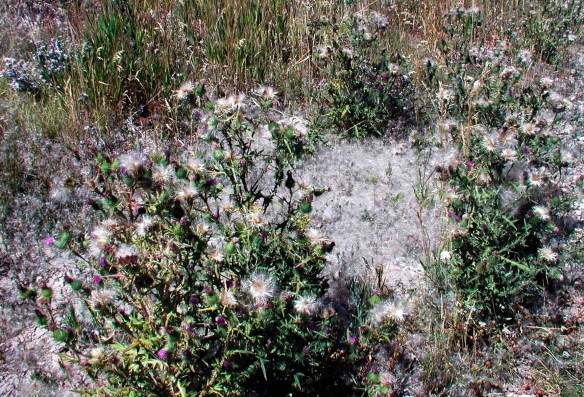 Bull thistle, Cirsium vulgare, gone to seed.