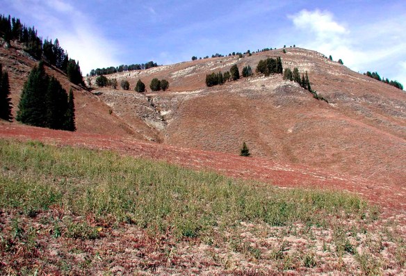 Canada thistle flowers, Cirsium arvense