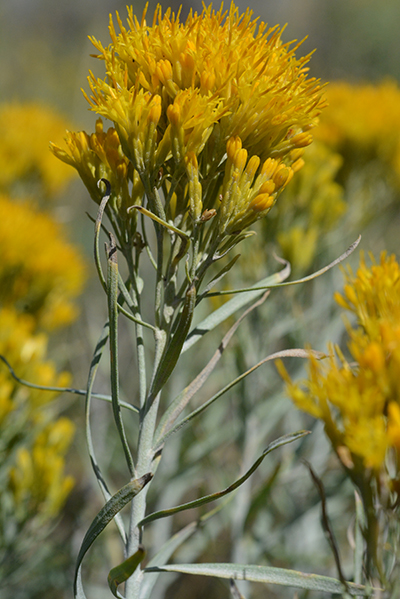 Rabbitbrush has felt-like gray hairs on the stem and long, flattish leaves, as well as bright yellow flowers.  