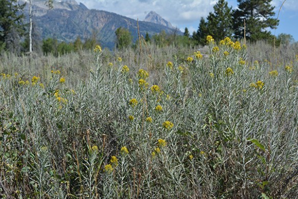 Several yellow composite shrubs brighten sageflats.  This is Rabbitbrush.