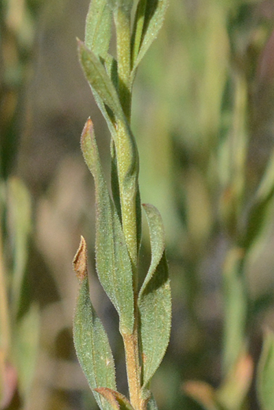 The leaves of Douglas Rabbitbrush are usually twisted, and the stems are not densely gray hairy.  