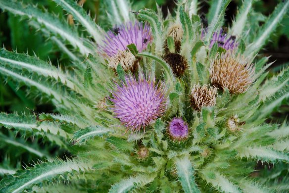 Flowerhead of the elk thistle, Cirsium scariosum.