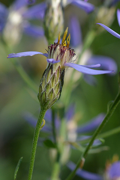 Flowers of Nuttall's Aster exhibit fine features of the genus: the broad bracts in several rows, and a few ray flowers.  
