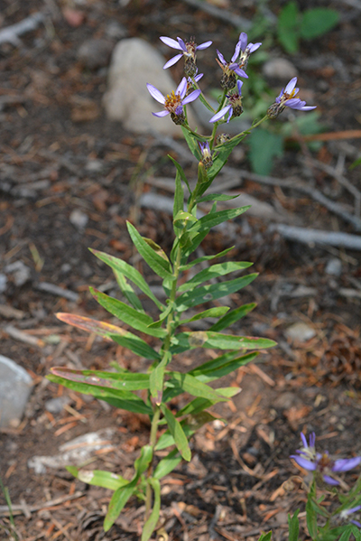 EuceEleg_habfl_PhiPs_8914_1Q2web