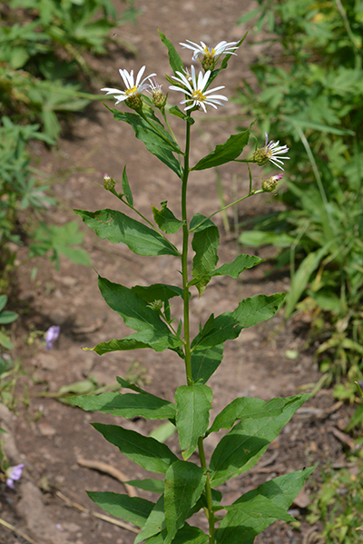 Engelmann's Aster is the largest of the three chaffy asters.