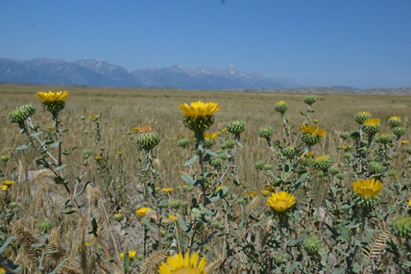 GrinSqu_fllv_NER_81714_2crpWeb