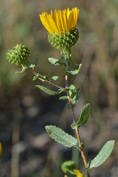 The curly sticky bracts give the plant its name: Curly Cup Gumweed.