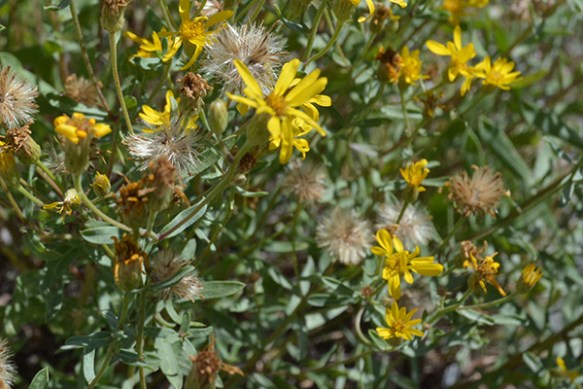 The genus for Golden Aster has been in dispute.  Two rows of pappus hairs is one clue.  Yikes!