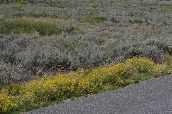 HaplVilp_habfl_TNPrd_81514_3Q2crpweb