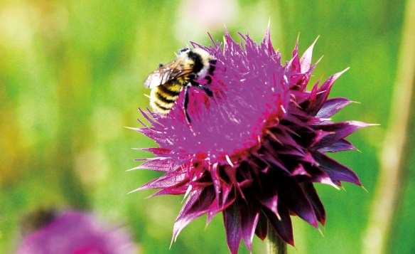 Musk thistle, Carduus nutans.
