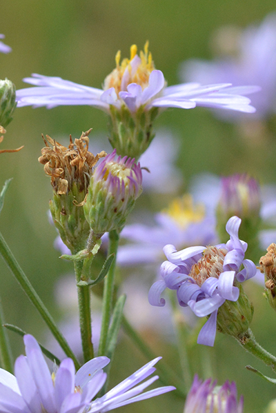 Another key to ID of Pacific Aster are the bracts:  the lower ones are definitely shorter the the upper ones.
